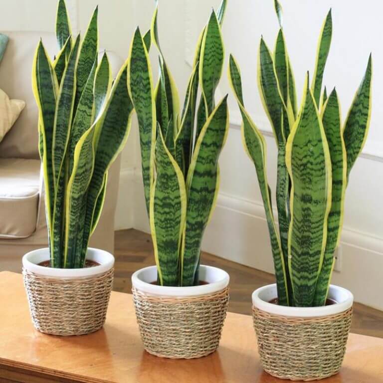 Green Snake Plant Seeds - Flower Plant