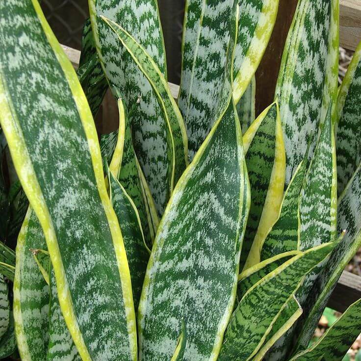 Green Snake Plant Seeds - Flower Plant