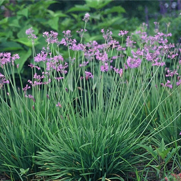 Green Society Garlic Seeds - Herbal Plant