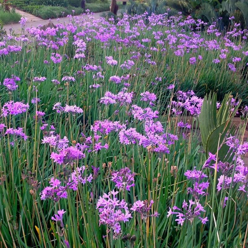 Green Society Garlic Seeds - Herbal Plant