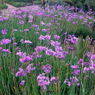 Green Society Garlic Seeds - Herbal Plant