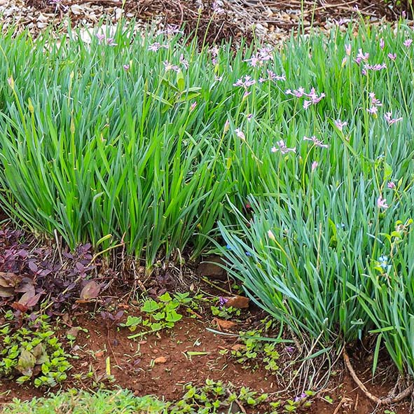 Green Society Garlic Seeds - Herbal Plant