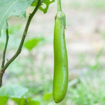 Green Solanum Melongena Seeds - Vegetable Plant