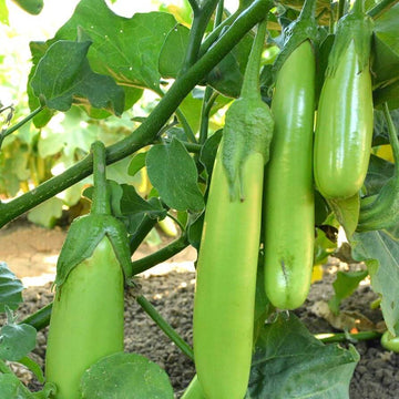 Green Solanum Melongena Seeds - Vegetable Plant