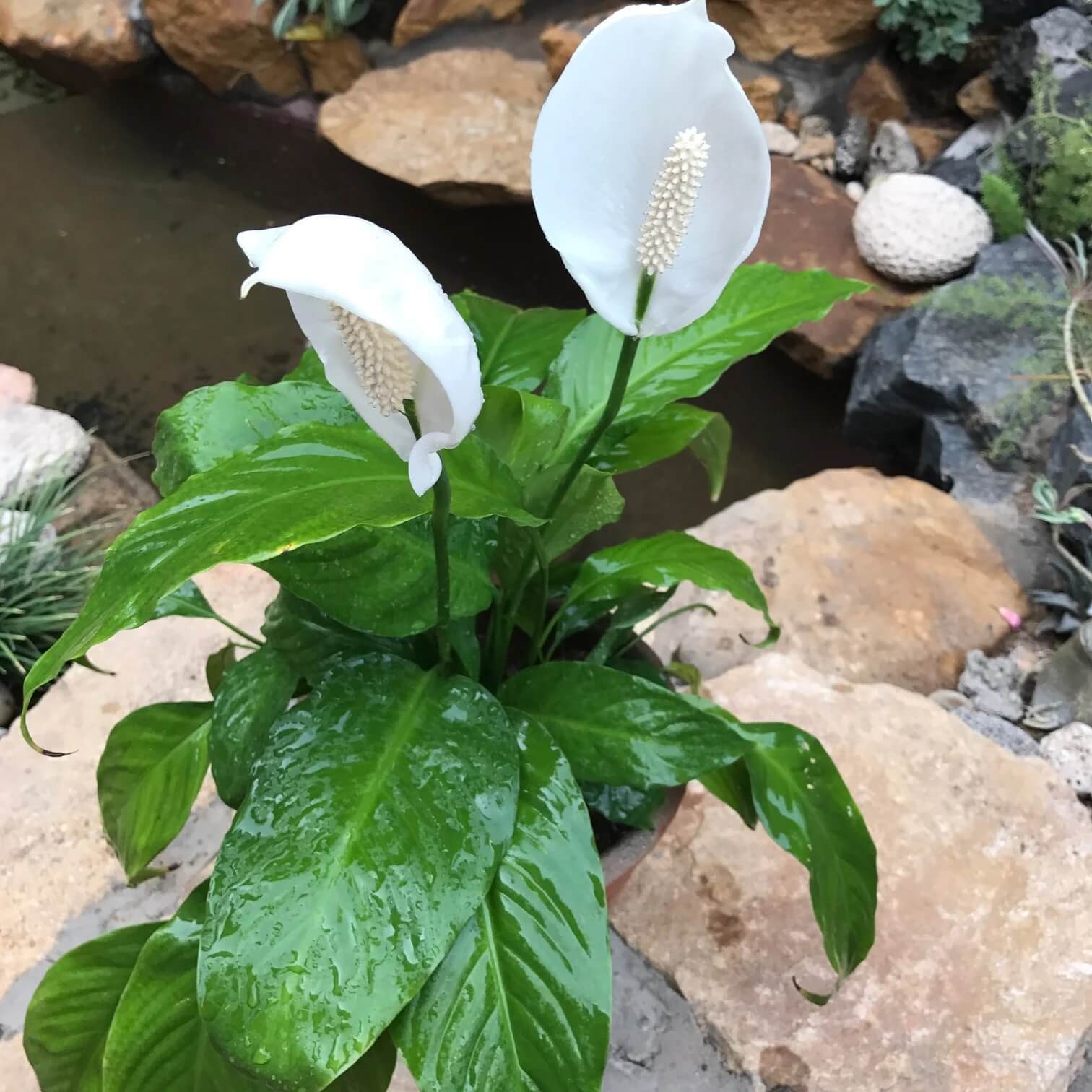 Green Spathiphyllum Seeds - Flower Plant