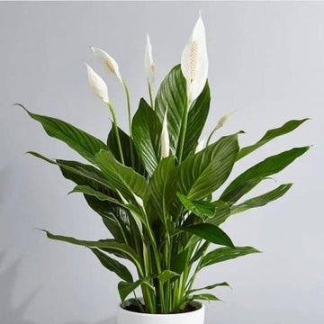 Green Spathiphyllum Seeds - Flower Plant