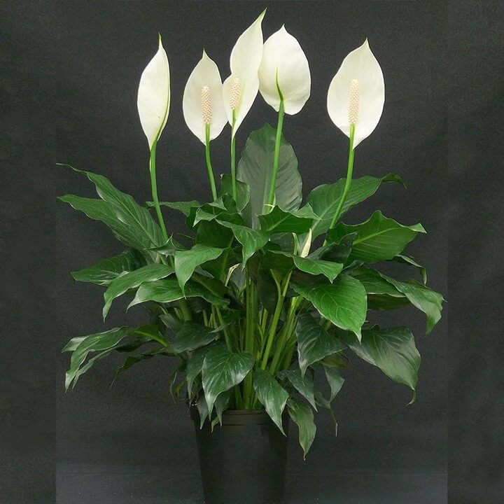 Green Spathiphyllum Seeds - Flower Plant
