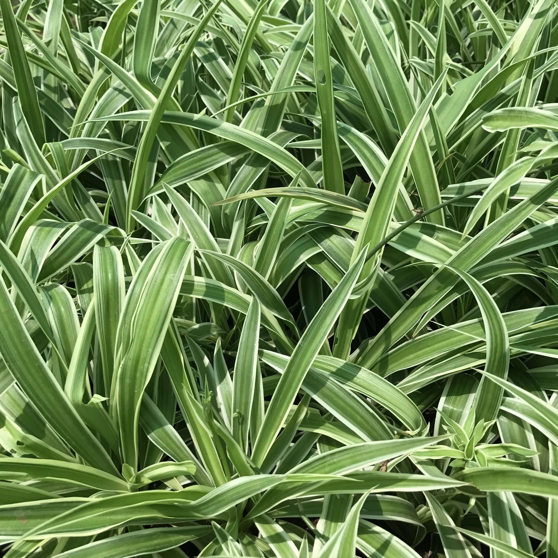 Green Spider Plant Seeds