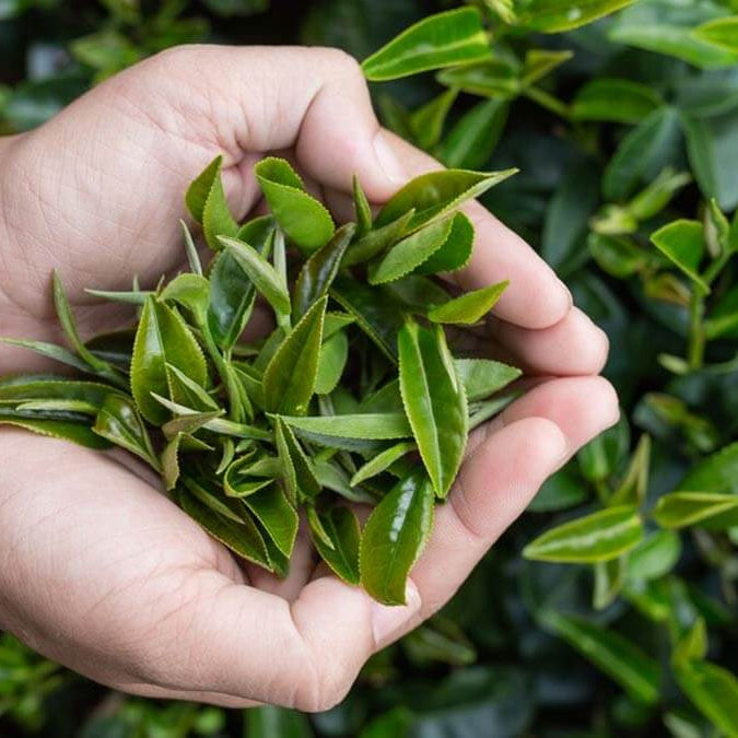 Green Tea Plant Seeds