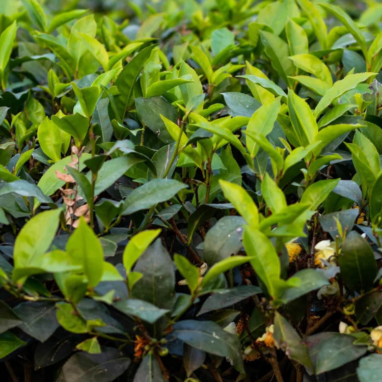 Green Tea Plant Seeds