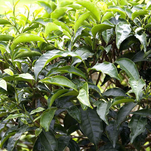 Green Tea Plant Seeds