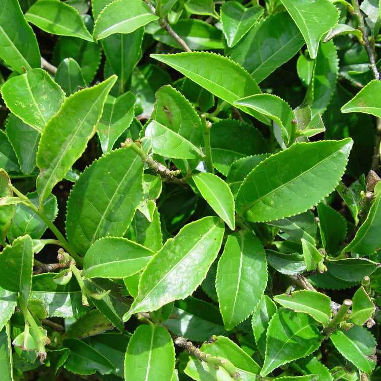 Green Tea Plant Seeds