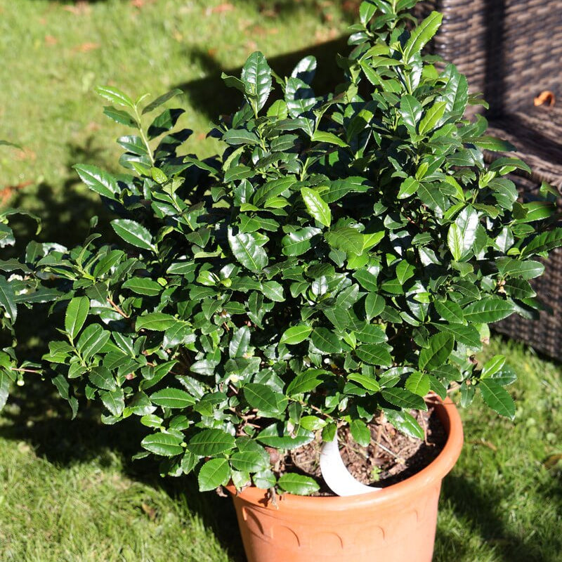 Green Tea Plant Seeds