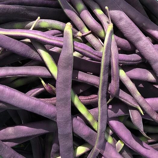 Green Violet Bean Seeds 