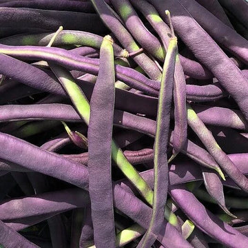 Green Violet Bean Seeds 