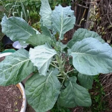 Green Walking Stick Kale Tree Seeds - Vegetable Plant