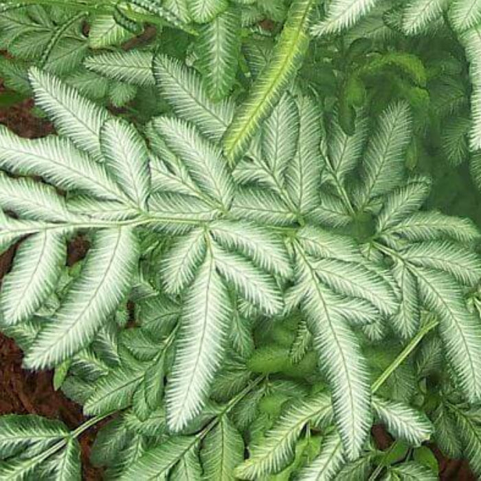 Green & White Fern Seeds 