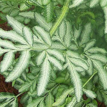 Green & White Fern Seeds 
