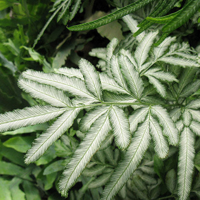 Green & White Fern Seeds 