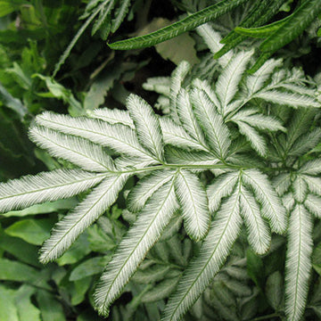 Green & White Fern Seeds 