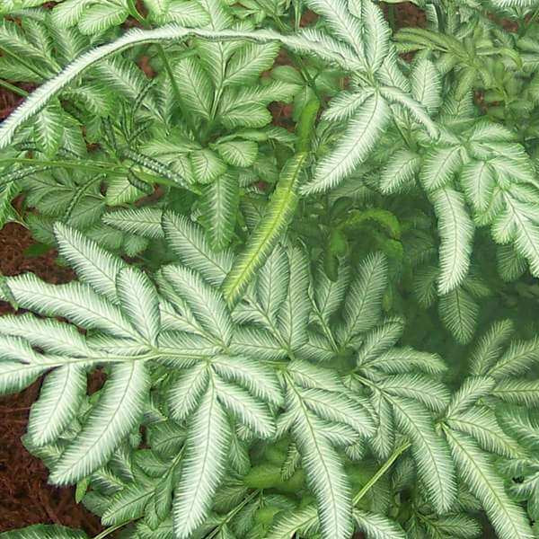 Green & White Fern Seeds 