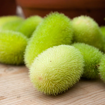 Green Wooly Bear Gourd Seeds
