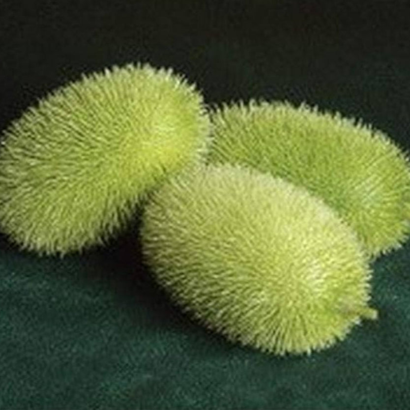 Green Wooly Bear Gourd Seeds

