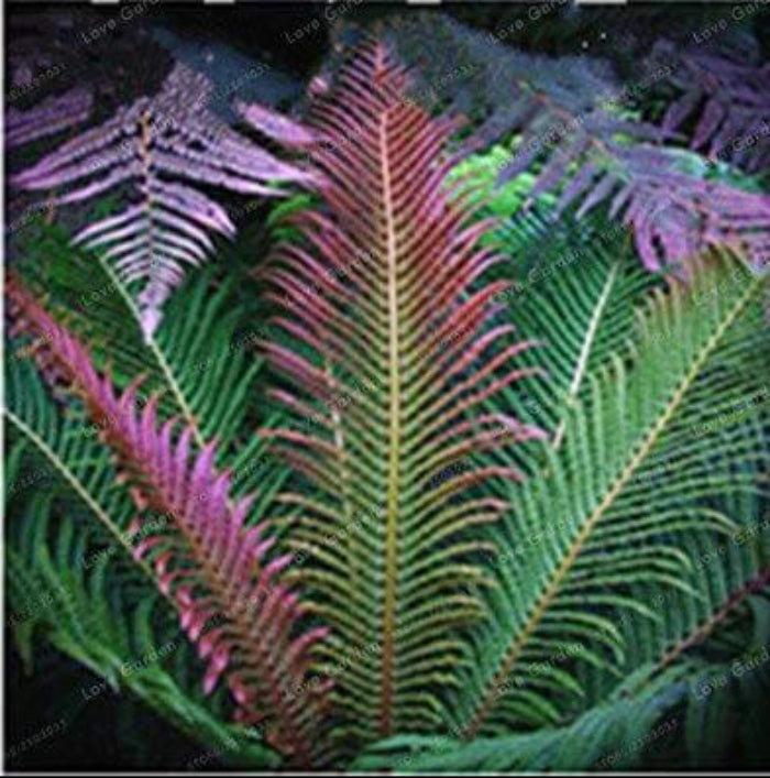 Green and Pink Fern Seeds