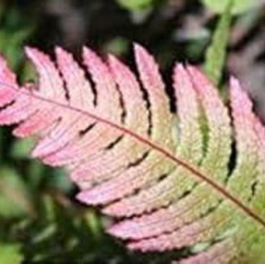 Green and Pink Fern Seeds