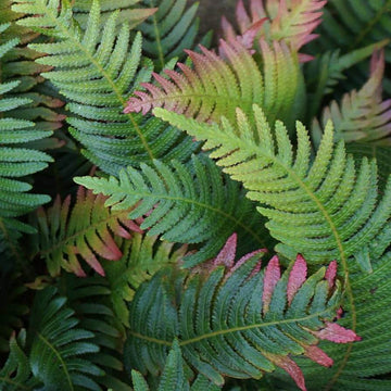 Green and Pink Fern Seeds