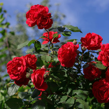 Rose Seeds – Fragrant Climbing