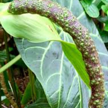 Green anthurium Seeds 