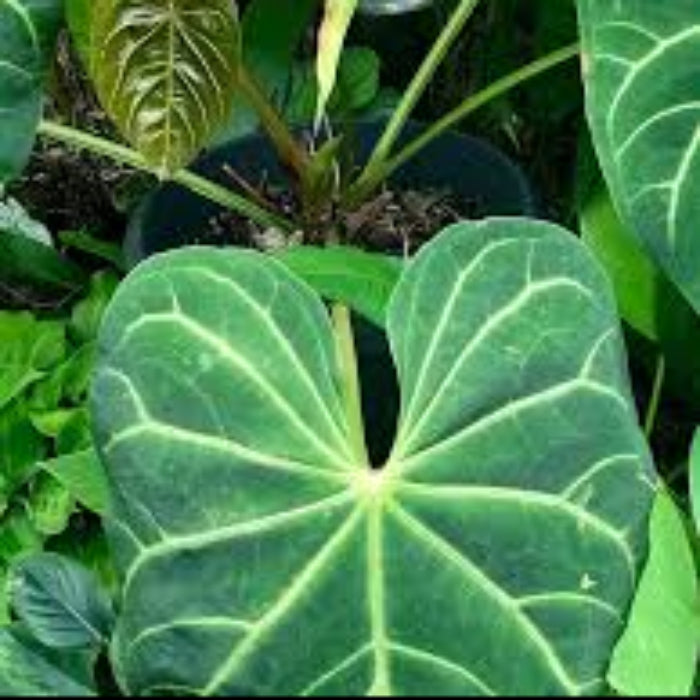 Green anthurium Seeds 