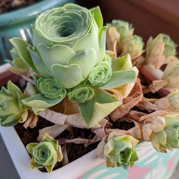 Greenovia Seeds – Dodrantalis