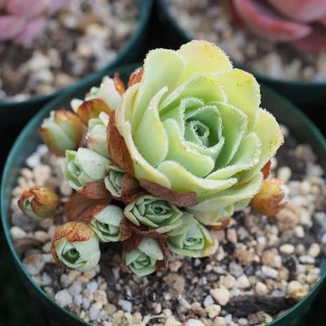Greenovia Seeds – Light Yellow