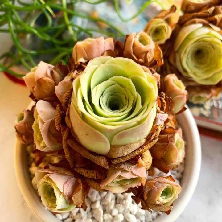 Greenovia Seeds – Light Yellow