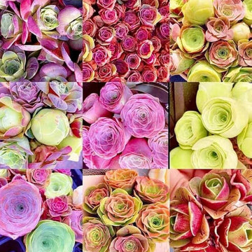 Greenovia Seeds – Mixed Colors
