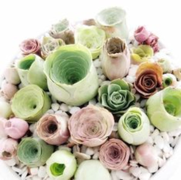 Greenovia Seeds – Premium Quality