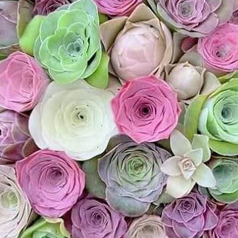 Greenovia Seeds – Premium Quality