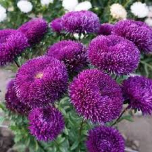 Greenovia Seeds – Purple Green