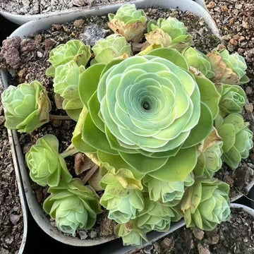 Greenovia Seeds – Rose Succulent
