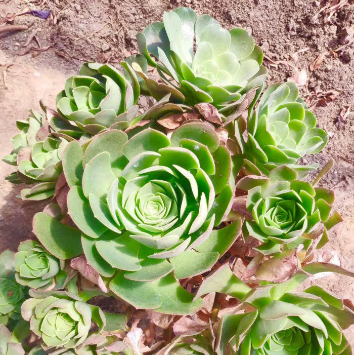 Greenovia Seeds – Rose Succulent
