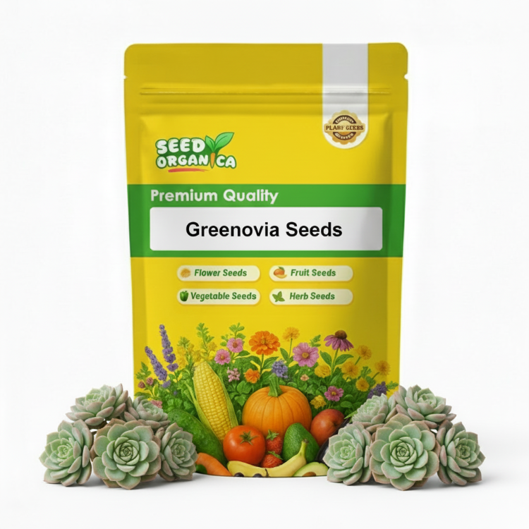 Greenovia Seeds
