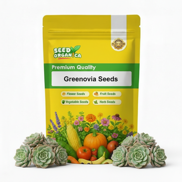 Greenovia Seeds