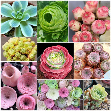 Greenovia Seeds - All In One For Home Gardens