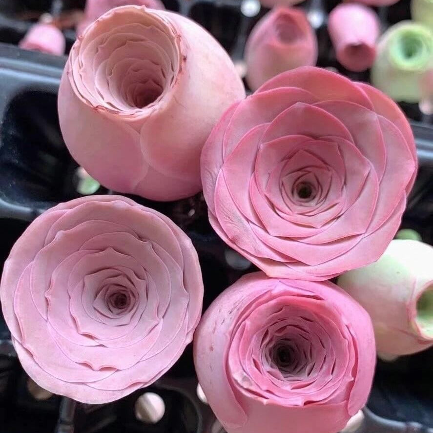 Greenovia Seeds - All In One For Home Gardens