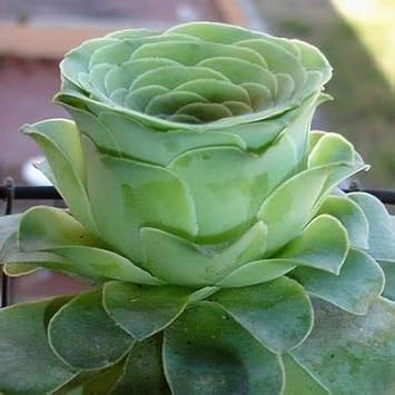 Greenovia Seeds – Dodrantalis