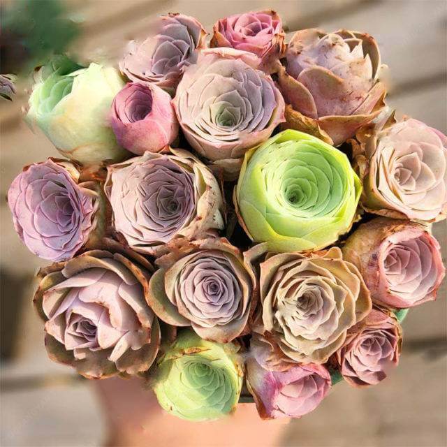 Greenovia Seeds – Mixed Colors
