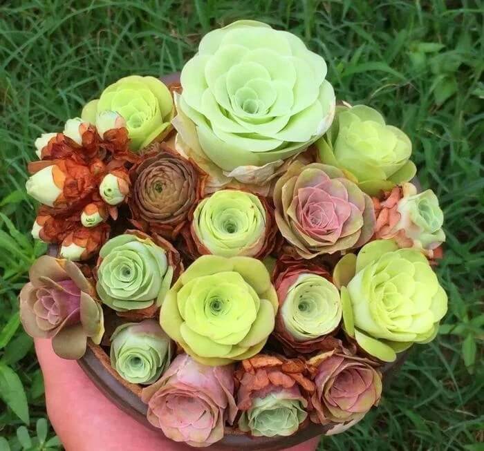 Greenovia Seeds – Premium Quality