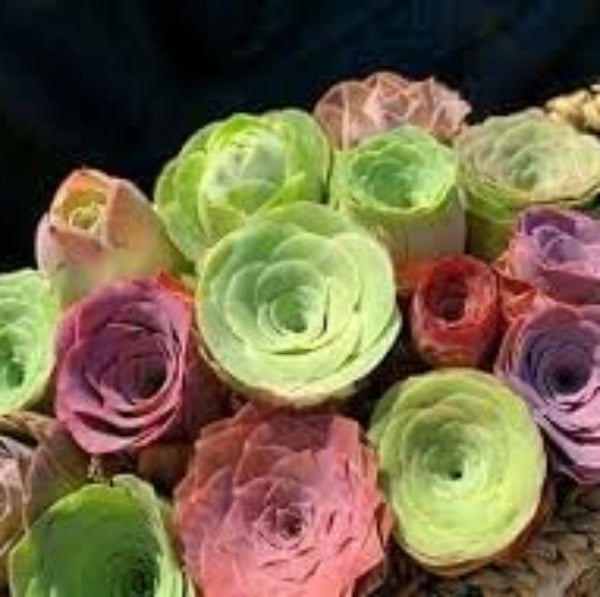 Greenovia Seeds – Premium Quality